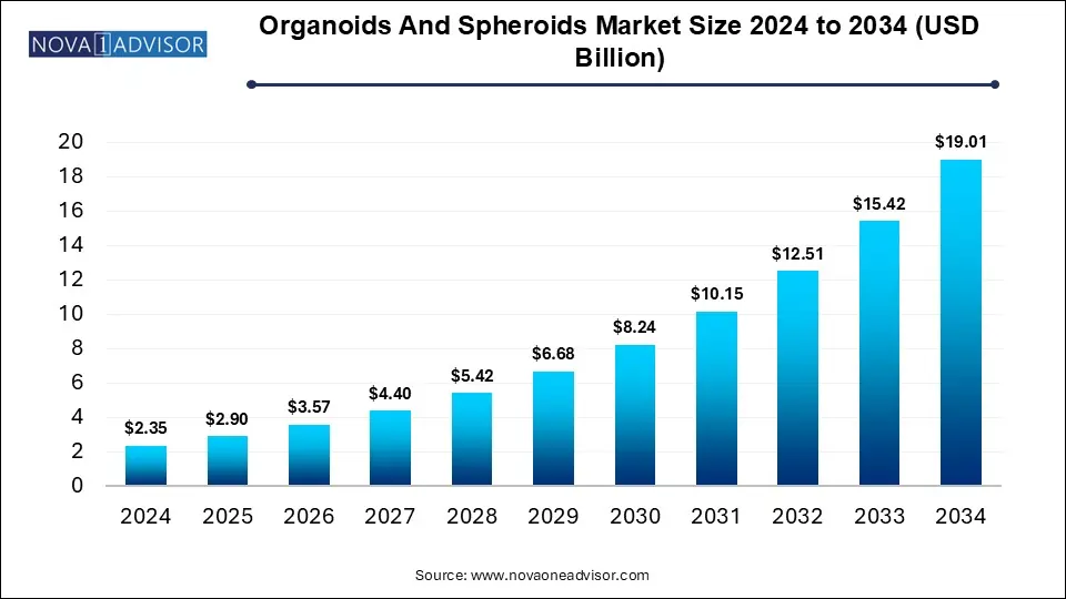 Organoids And Spheroids Market Size 2024 To 2034